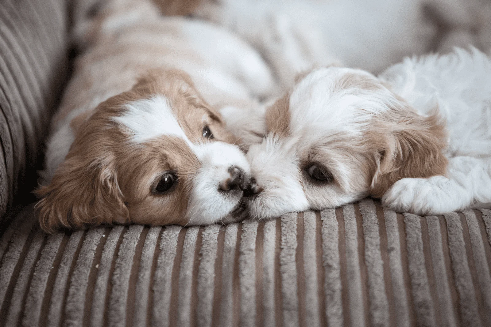 Cavachon two puppies lying next to each other