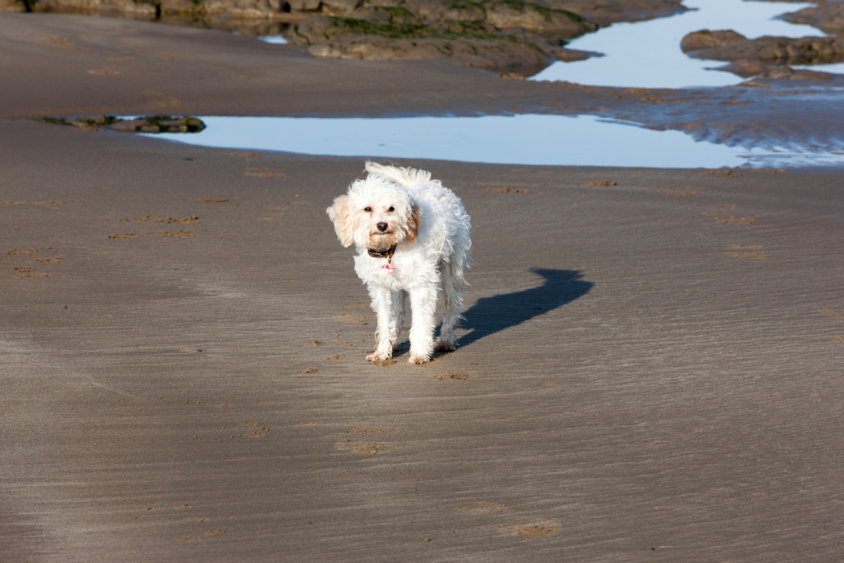 Cavachon Growth Chart: How Big Cavachons Get?