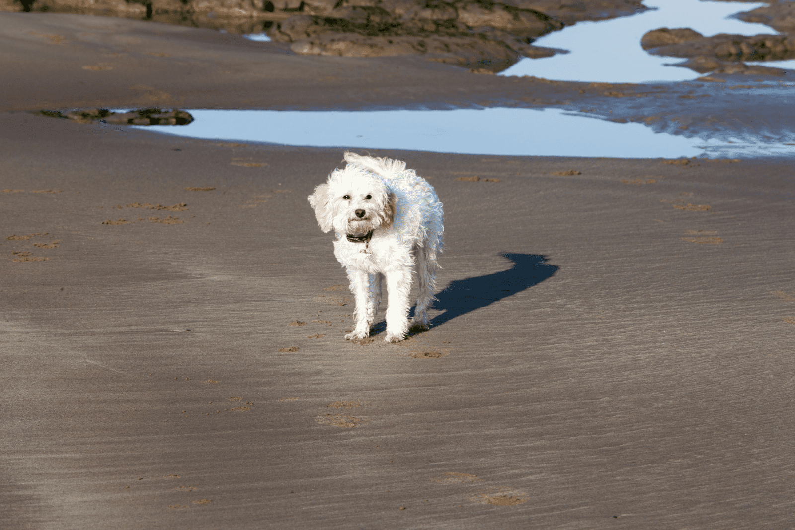 Cavachon walks on the beach