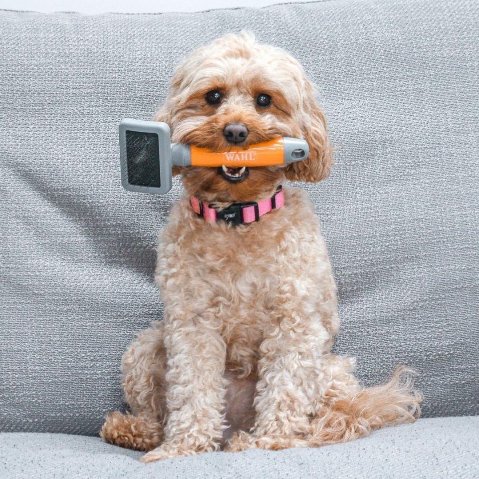 9 Best Brushes For A Cavapoo For Grooming Like A Pro