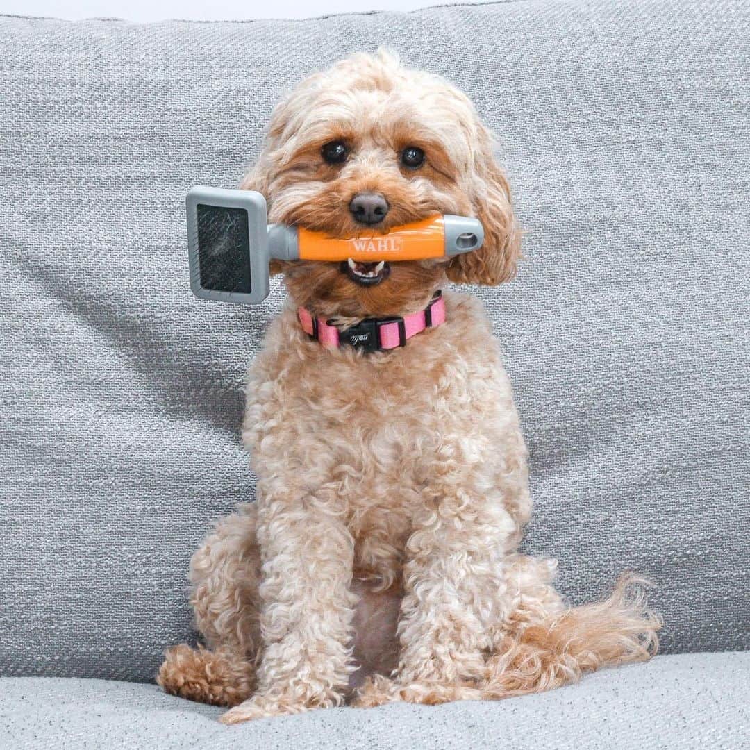 Cavapoo holds a brush in its mouth