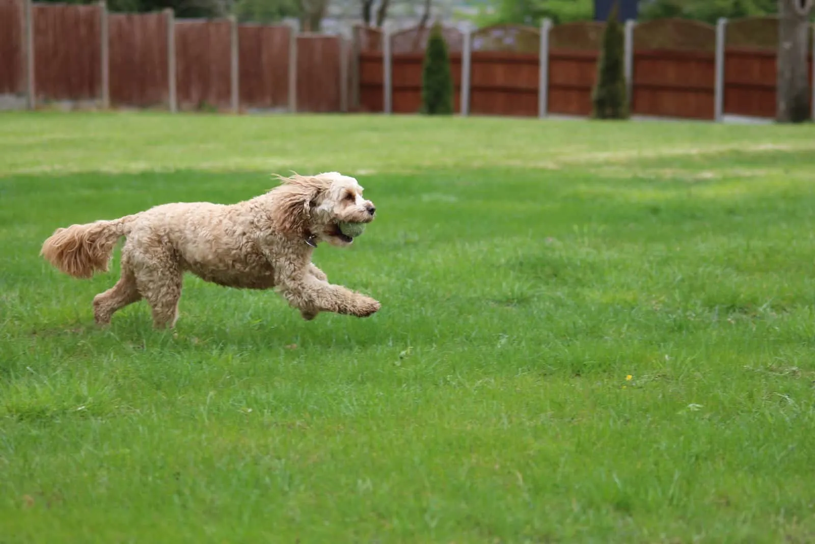 Cavapoo running across field with ball in mouth