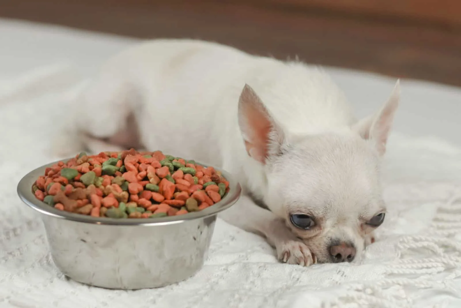 Chihuahua dog lying down on white cloth with dog food bowl beside 