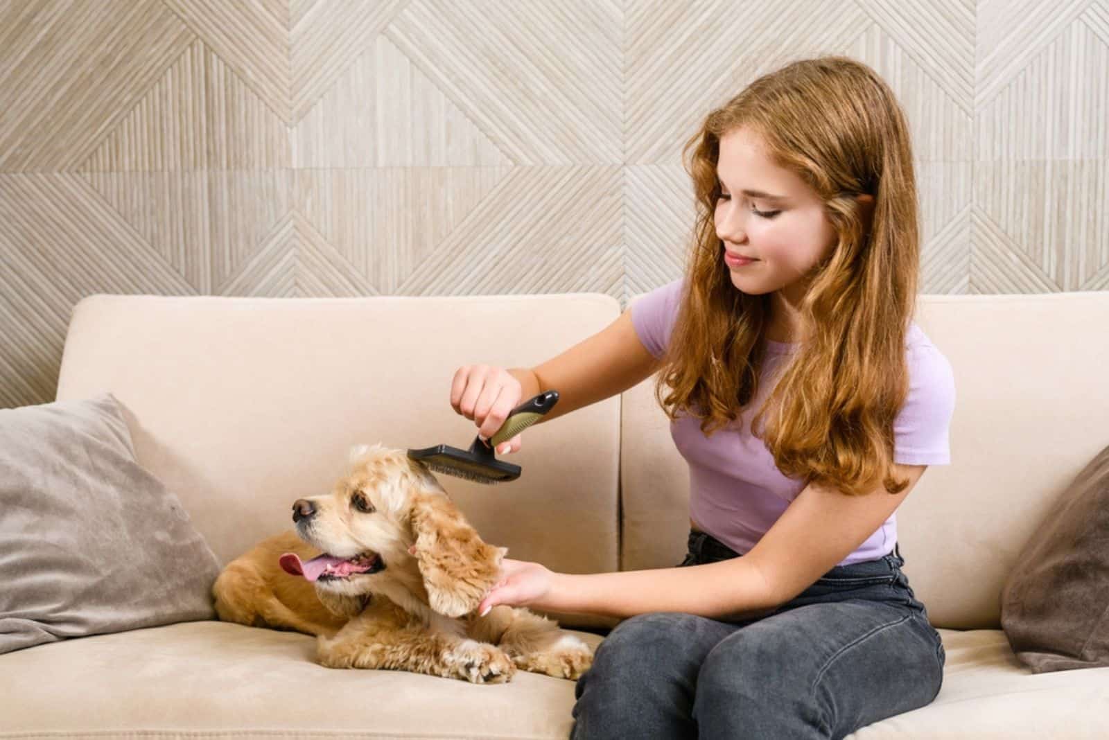 Combing the long ears of the American Cocker Spaniel in home