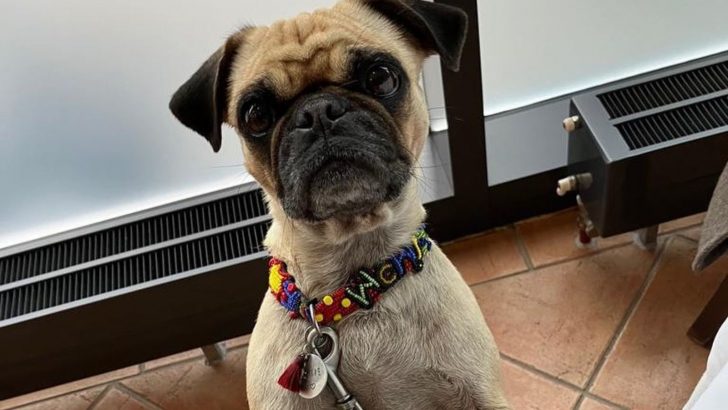 Comeback Of The Retro Pug
