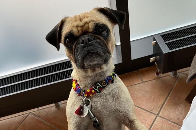 retro pug portrait