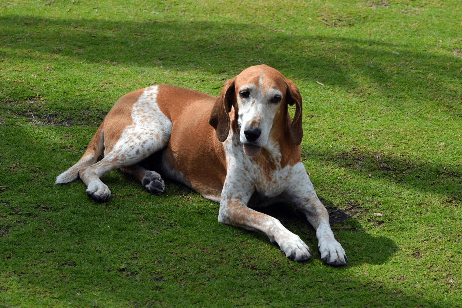 Coonhound is lying on the grass