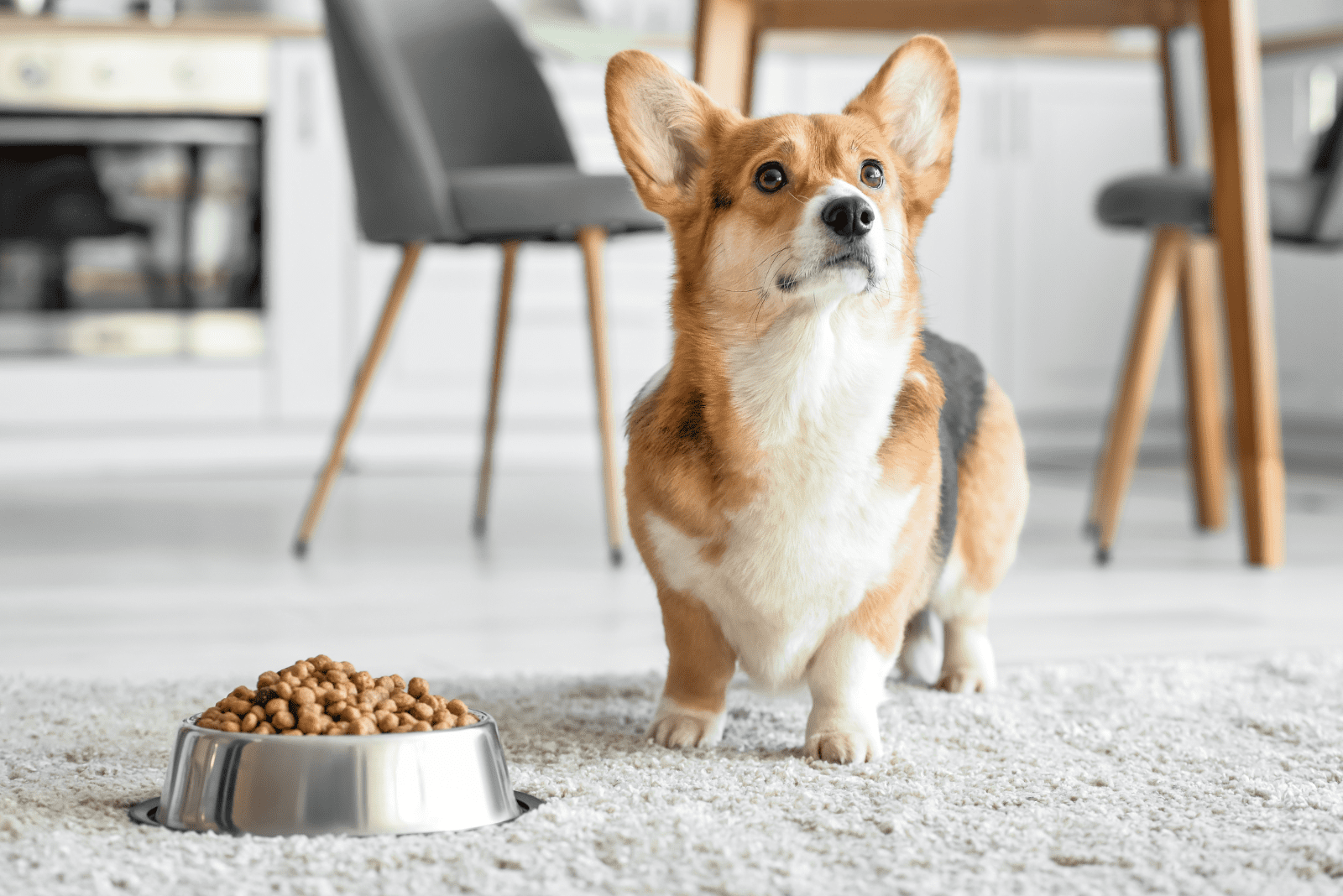 Corgi sits next to the food bowl