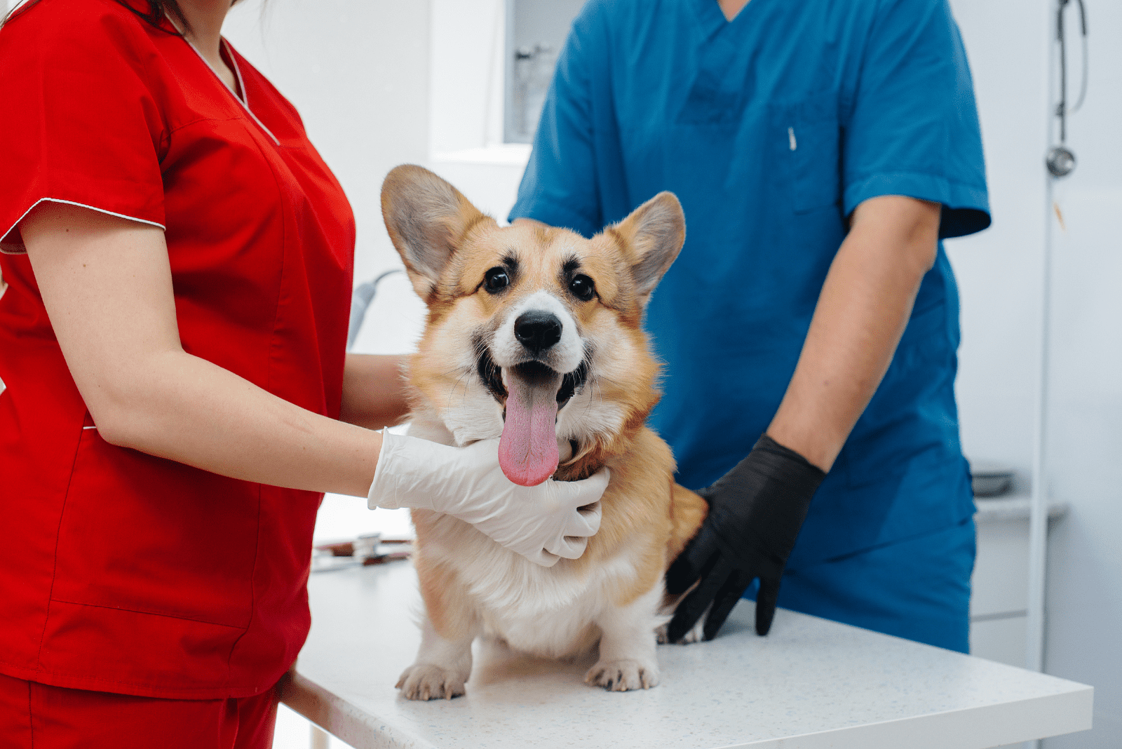 Corgi at the veterinarian's examination