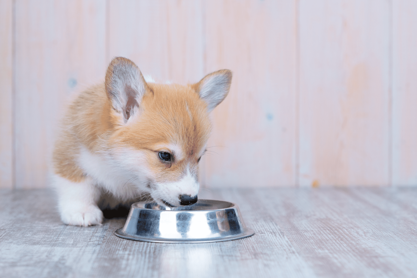 Corgi eats from a bowl