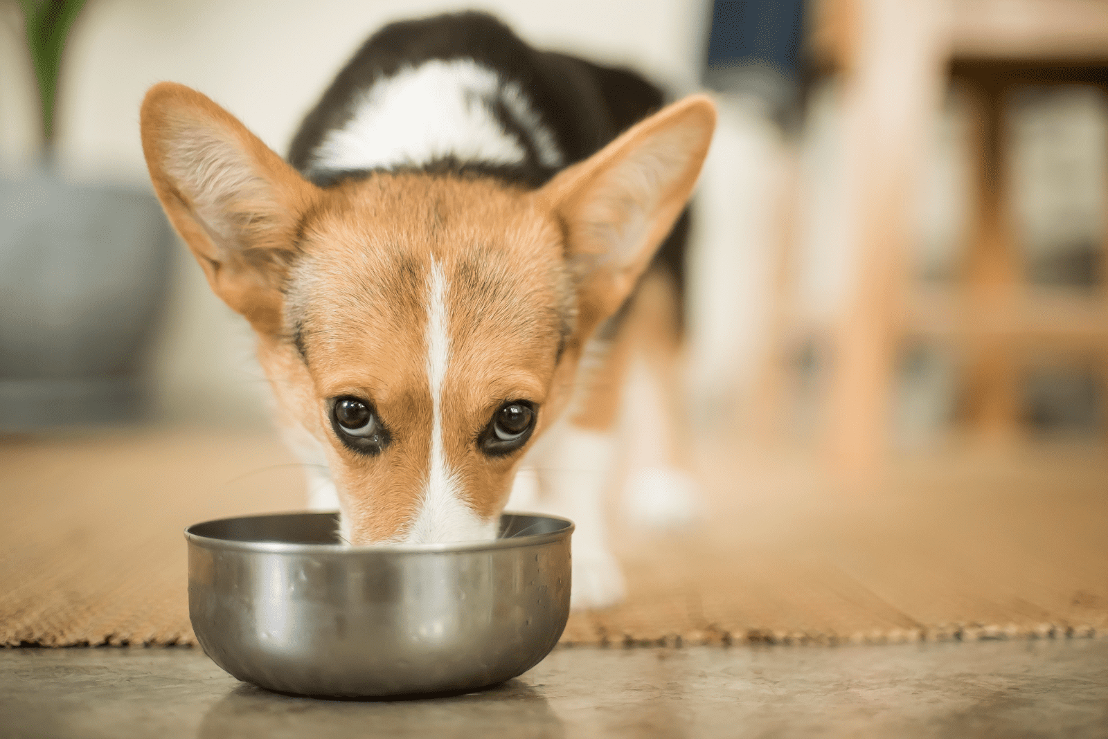 Corgi eats from a gray bowl