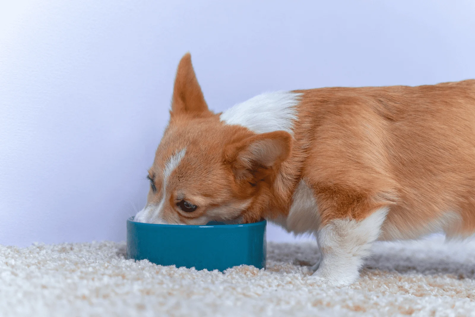 Corgi eats from a plastic bowl