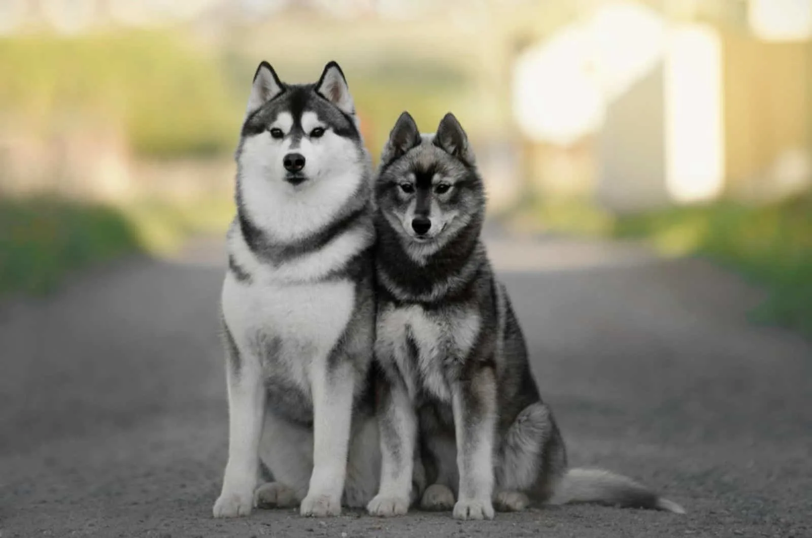 Cute agouti siberian husky dogs