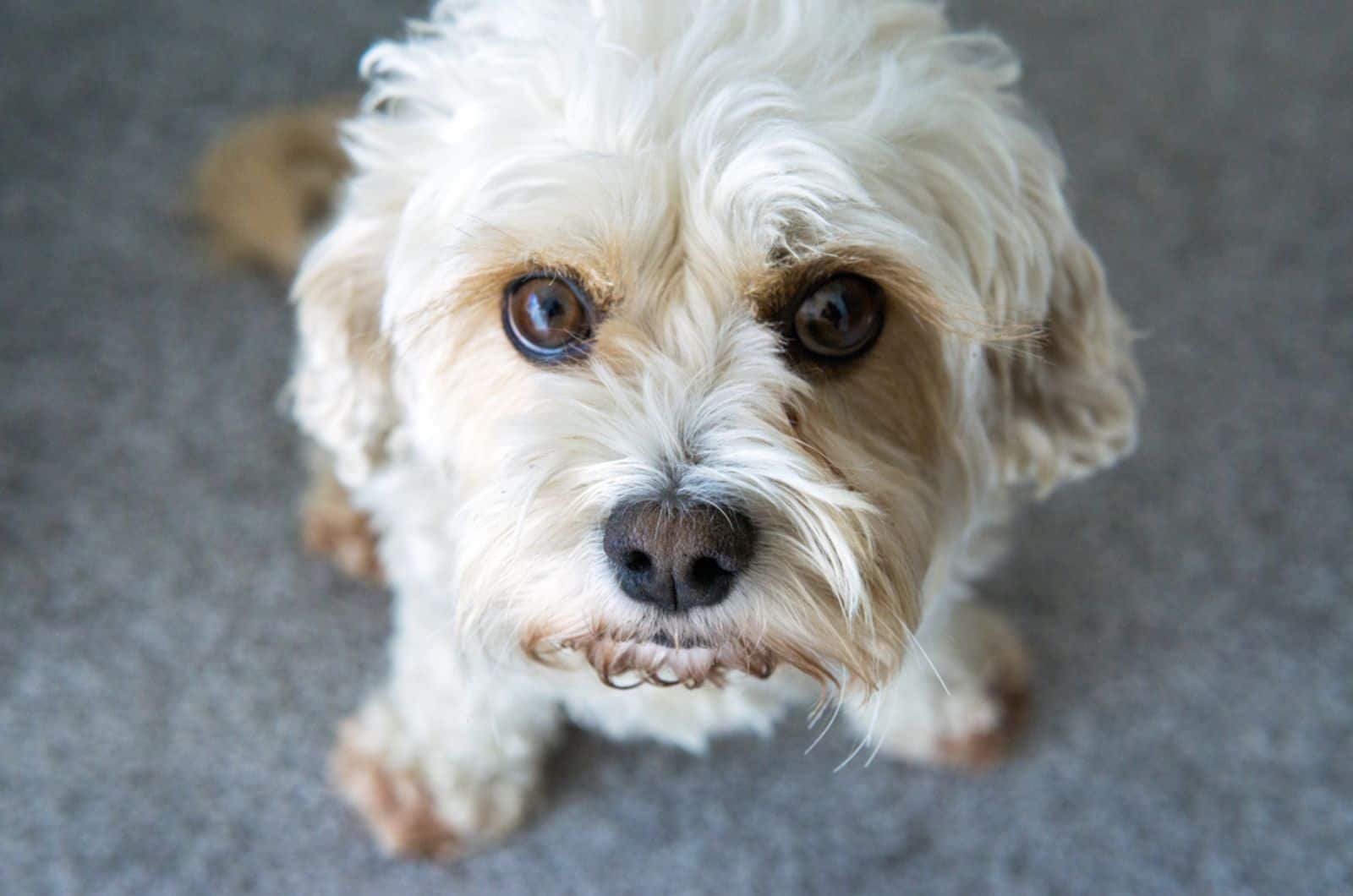 Cute dog sitting looking up towards viewer