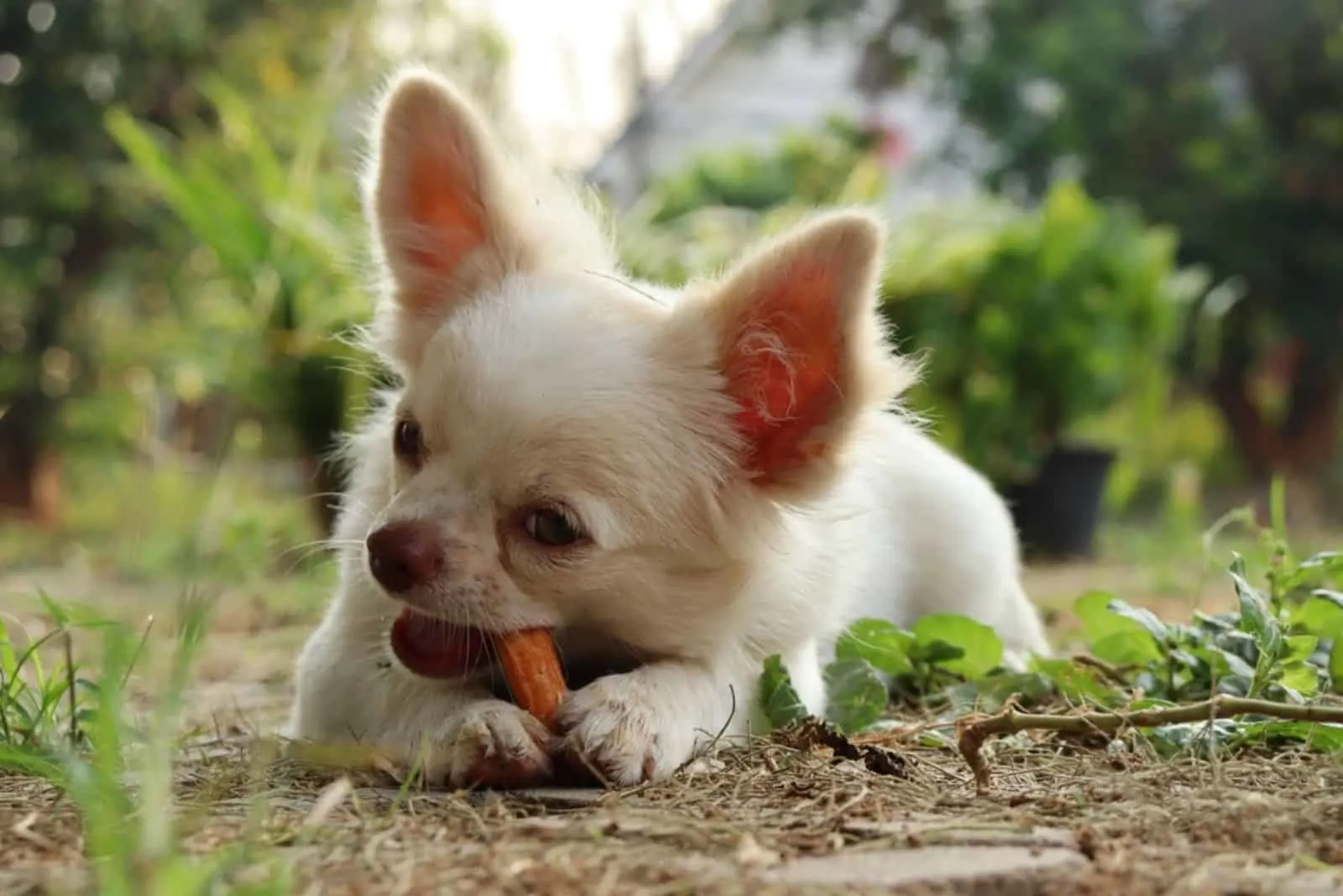 Cute of chihuahua dog eating dried food