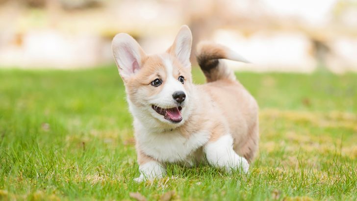 Do Corgis Have Tails At Birth? 3 Reasons For Tail Docking