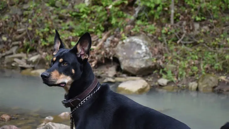 Doberman Husky Mix - Portrait of a Dobsky Doberman Husky Mix - Portrait of a Dobsky