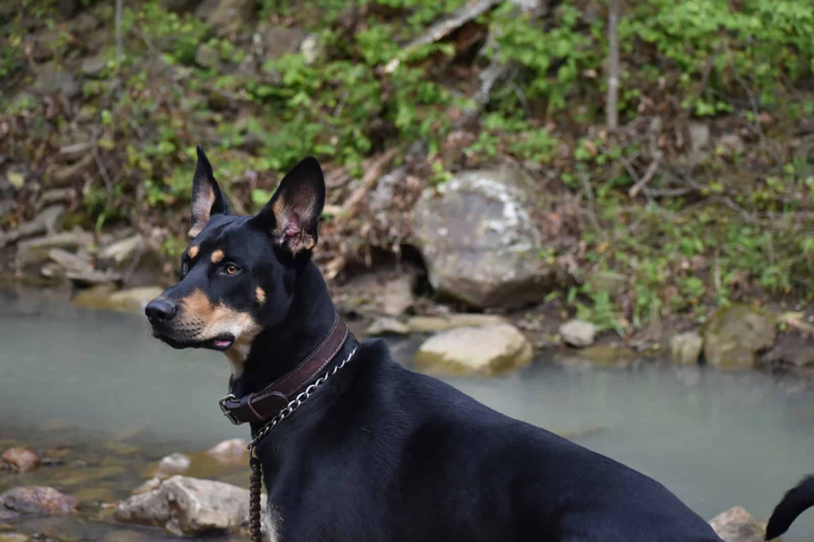 doberman husky mix in a nature