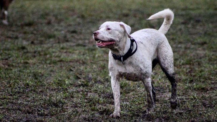 Does A White Rottweiler Exist? Let’s Find Out