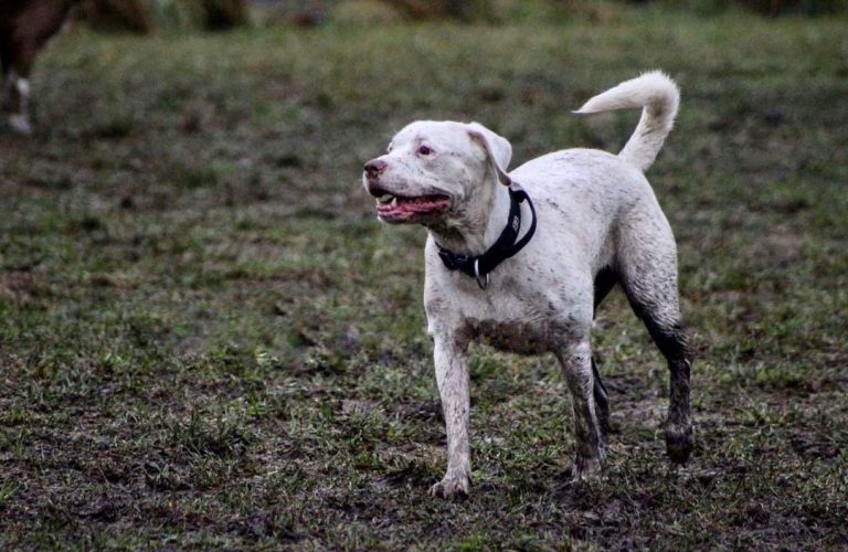 white Rottweiler on grass