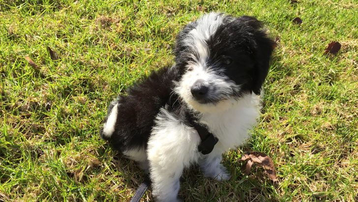 Does The Mini Bordoodle Really Exist?