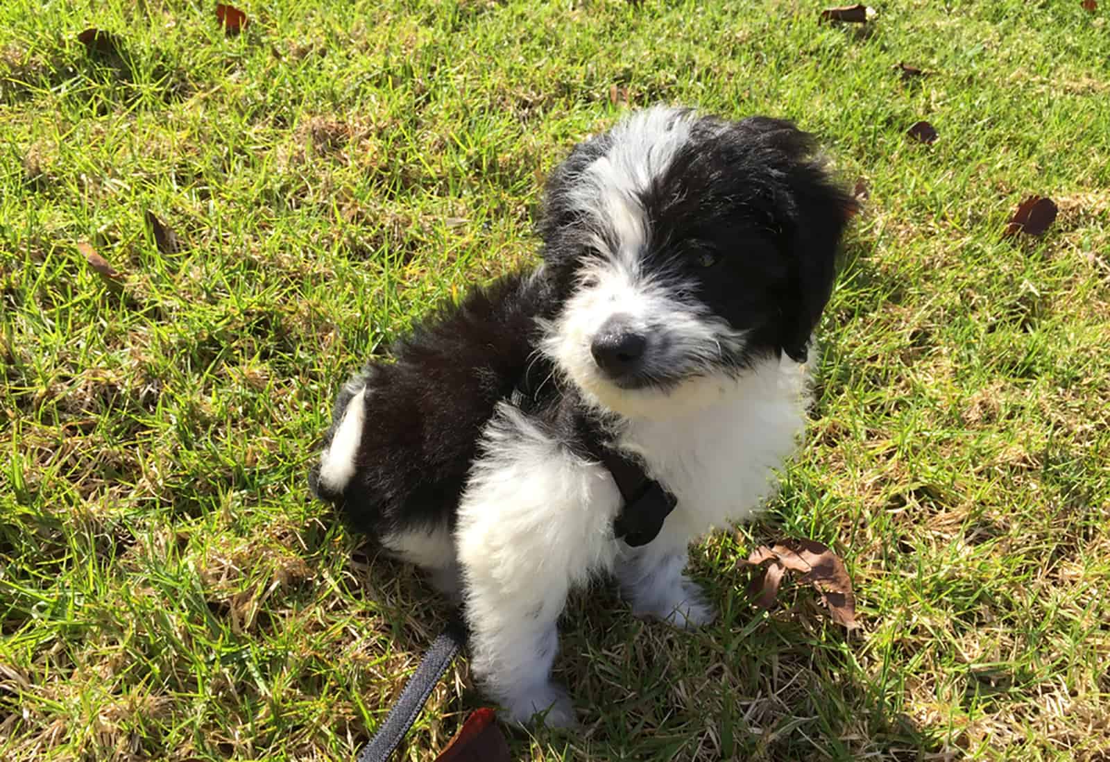 mini bordoodle dog in the park