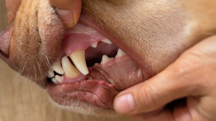 what colour should a puppies gums be