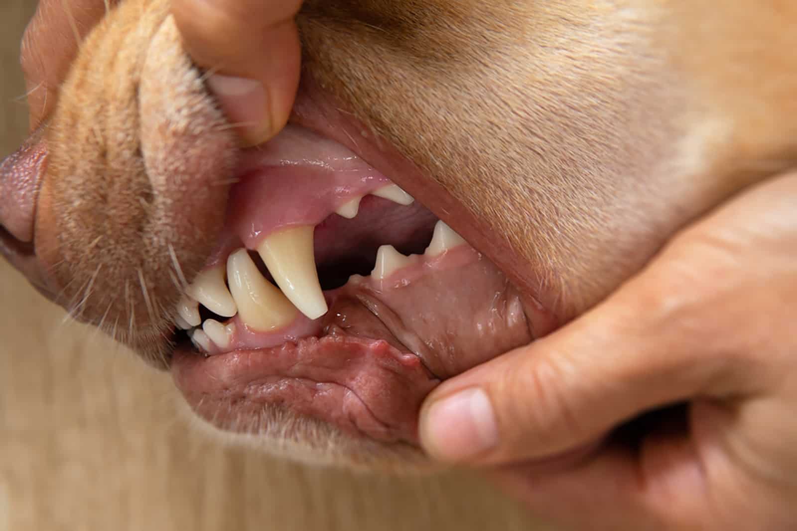 dog's gums