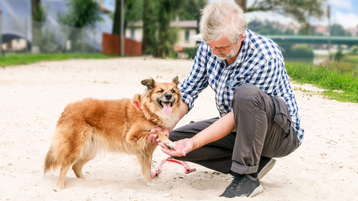 Dog Nail Separated From Quick: How To Help Your Pooch