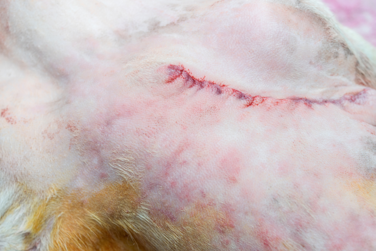 cut on the dog's stomach