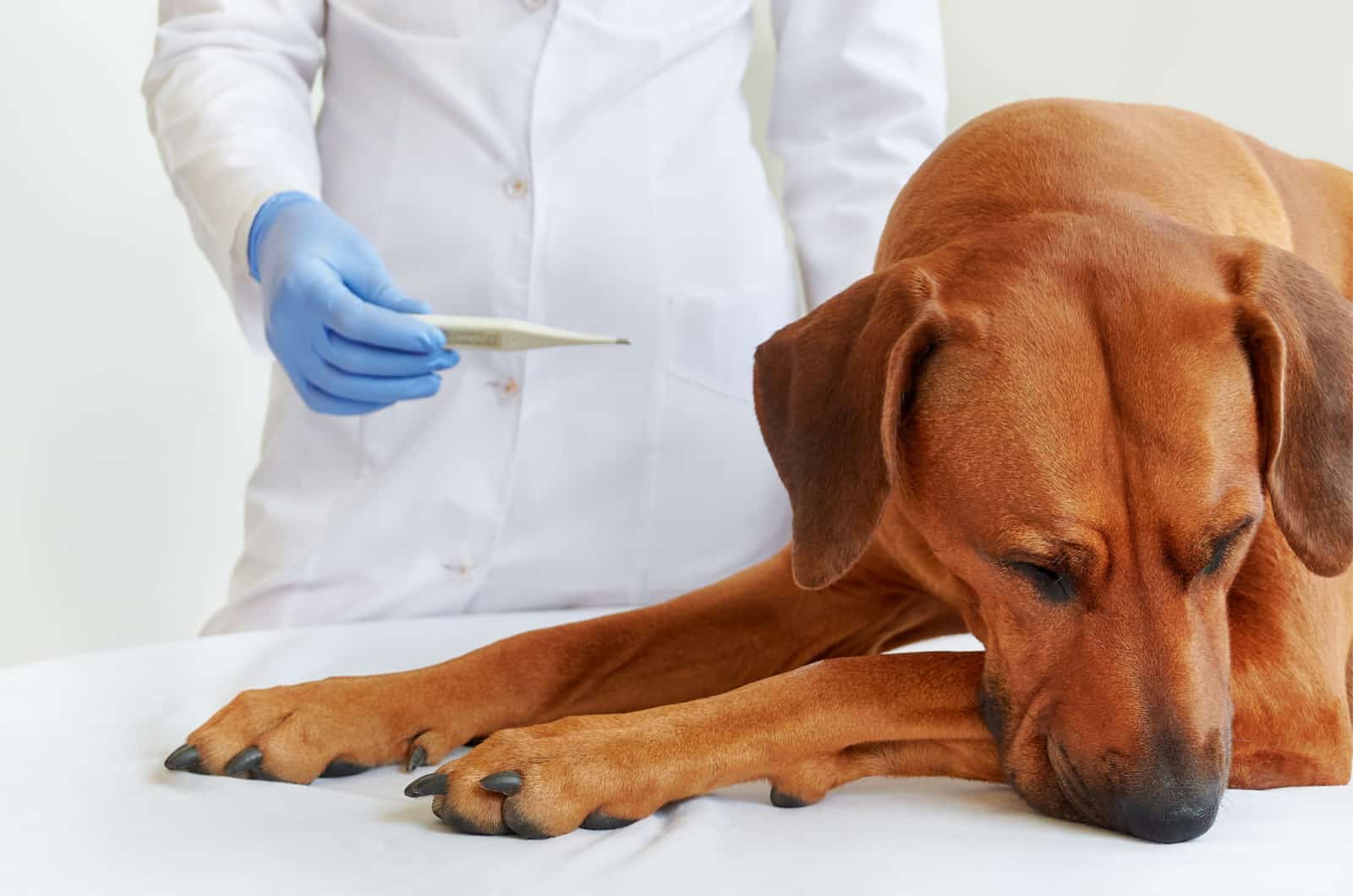 vet taking dog's temperature