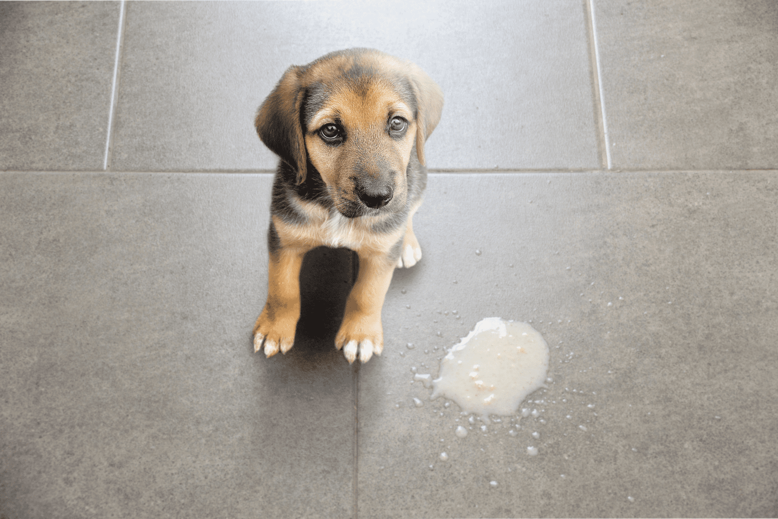 the dog sits on the tiles