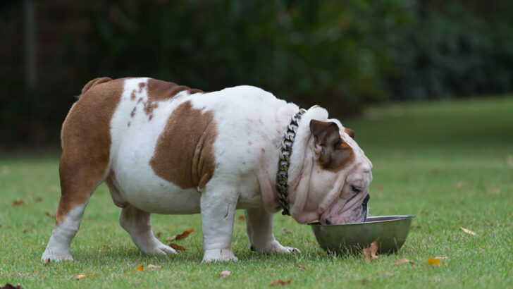 what can english bulldogs eat