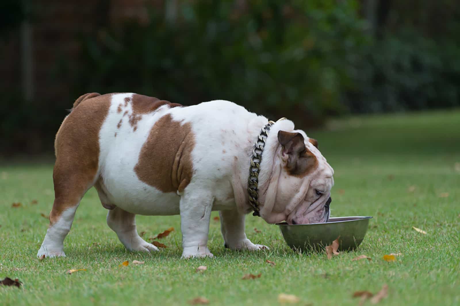 english bulldog eating from a bowl