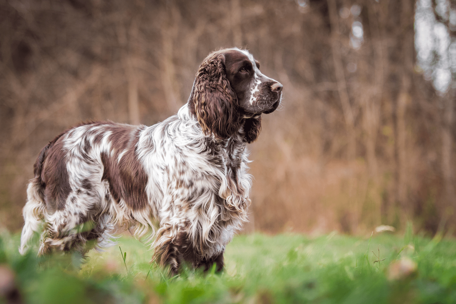 English Springer Spaniel standing in a field