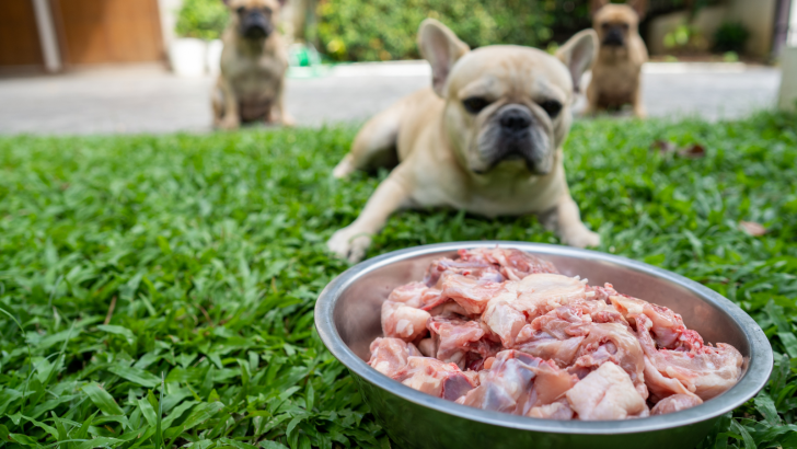 French Bulldog Raw Diet: Should You Feed Frenchie Raw?