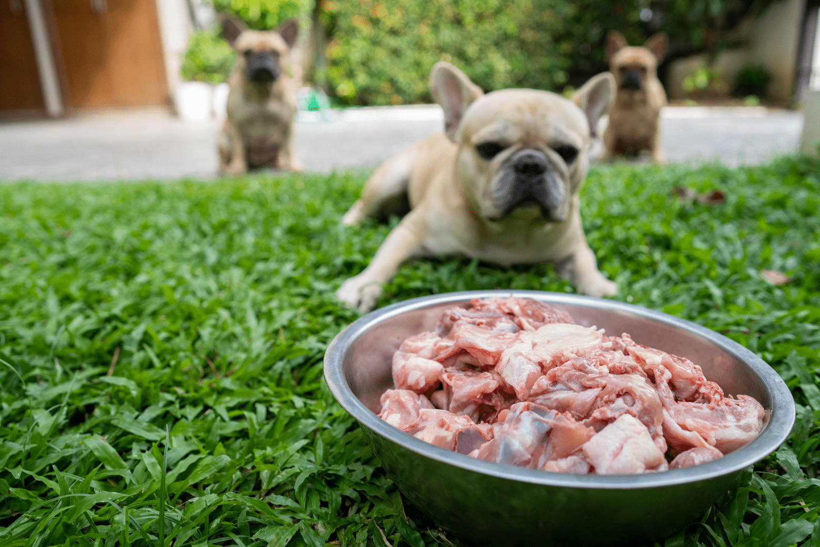 French Bulldog is waiting for food