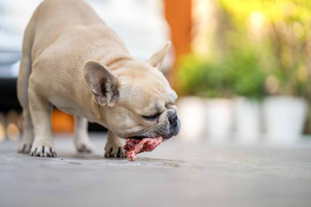 French Bulldog Raw Diet Should You Feed Frenchie Raw?