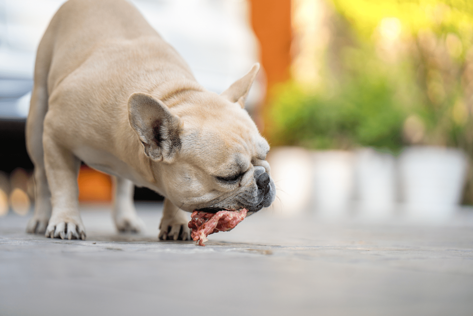 French Bulldog eats raw meat