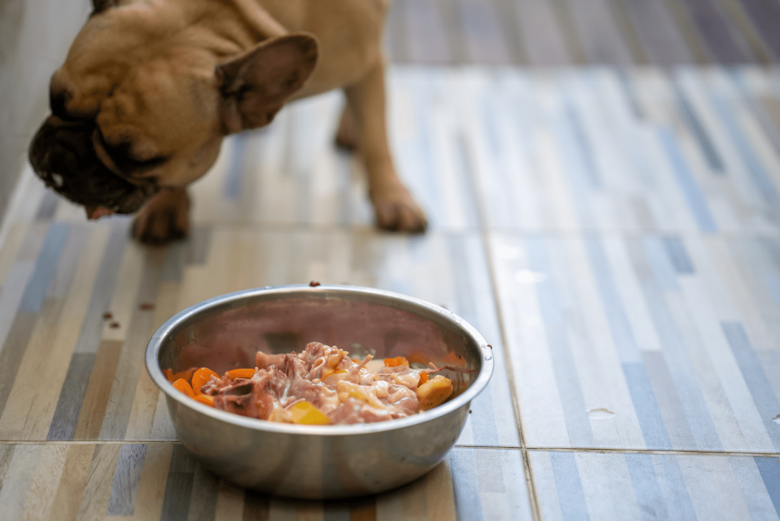 French Bulldog puppy eating food