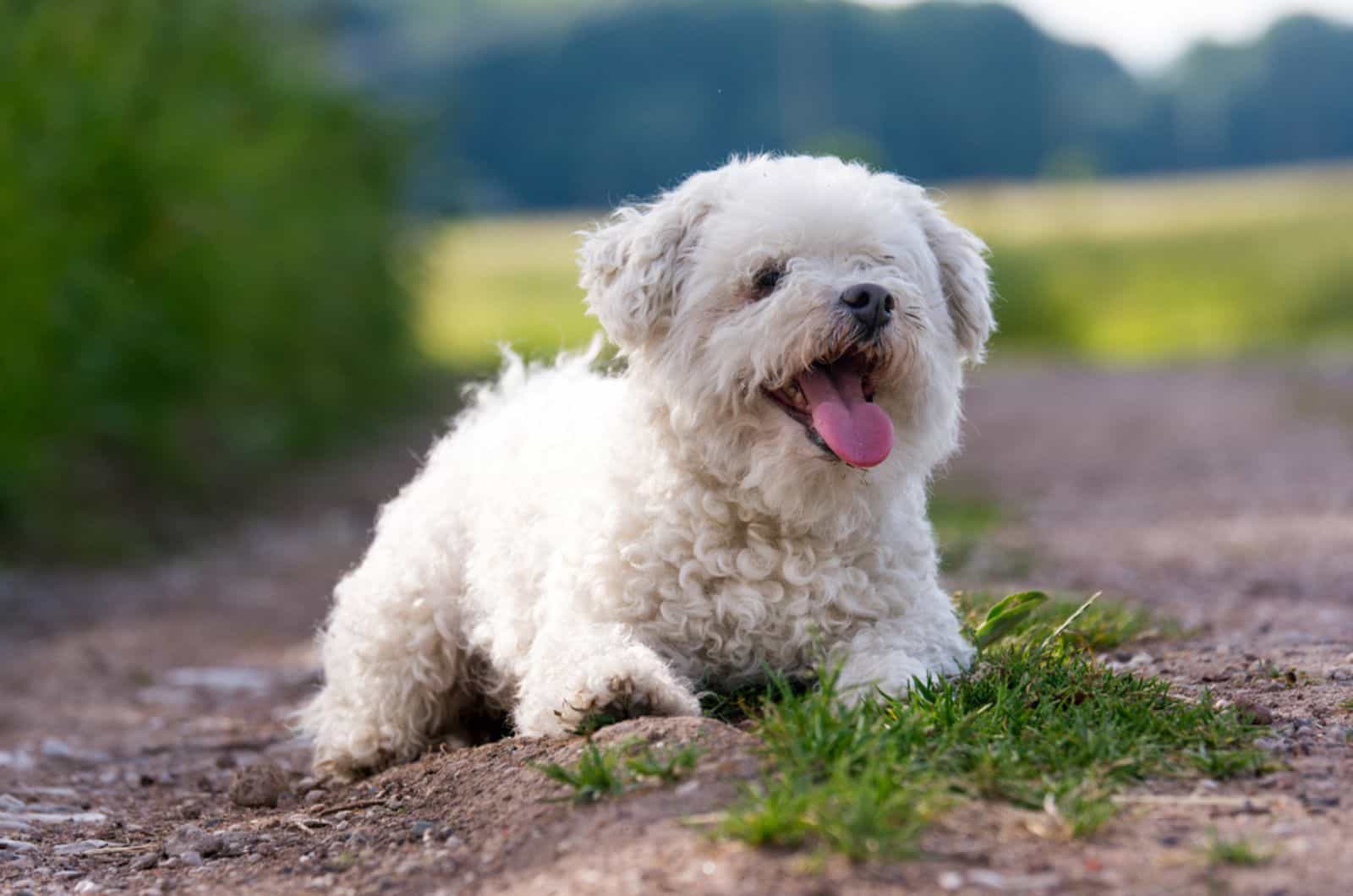 Funny curly white little dog in the nature