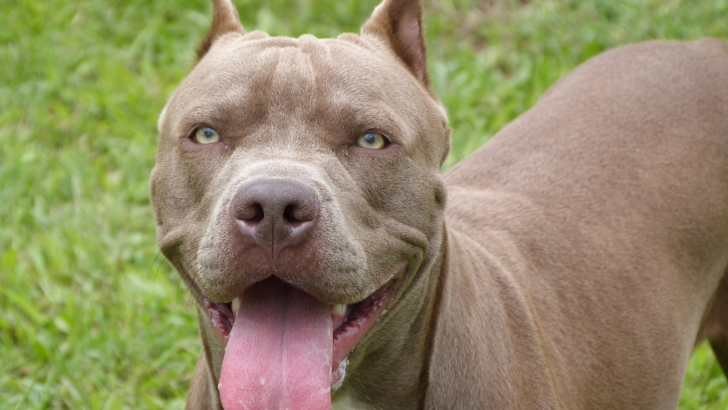 Game Of Bloodlines: The Gator Pitbull