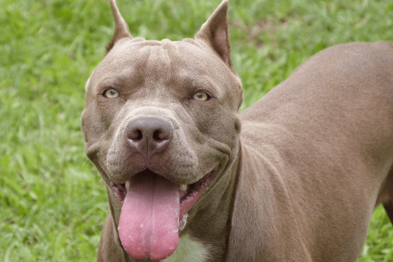 Gator Pitbull