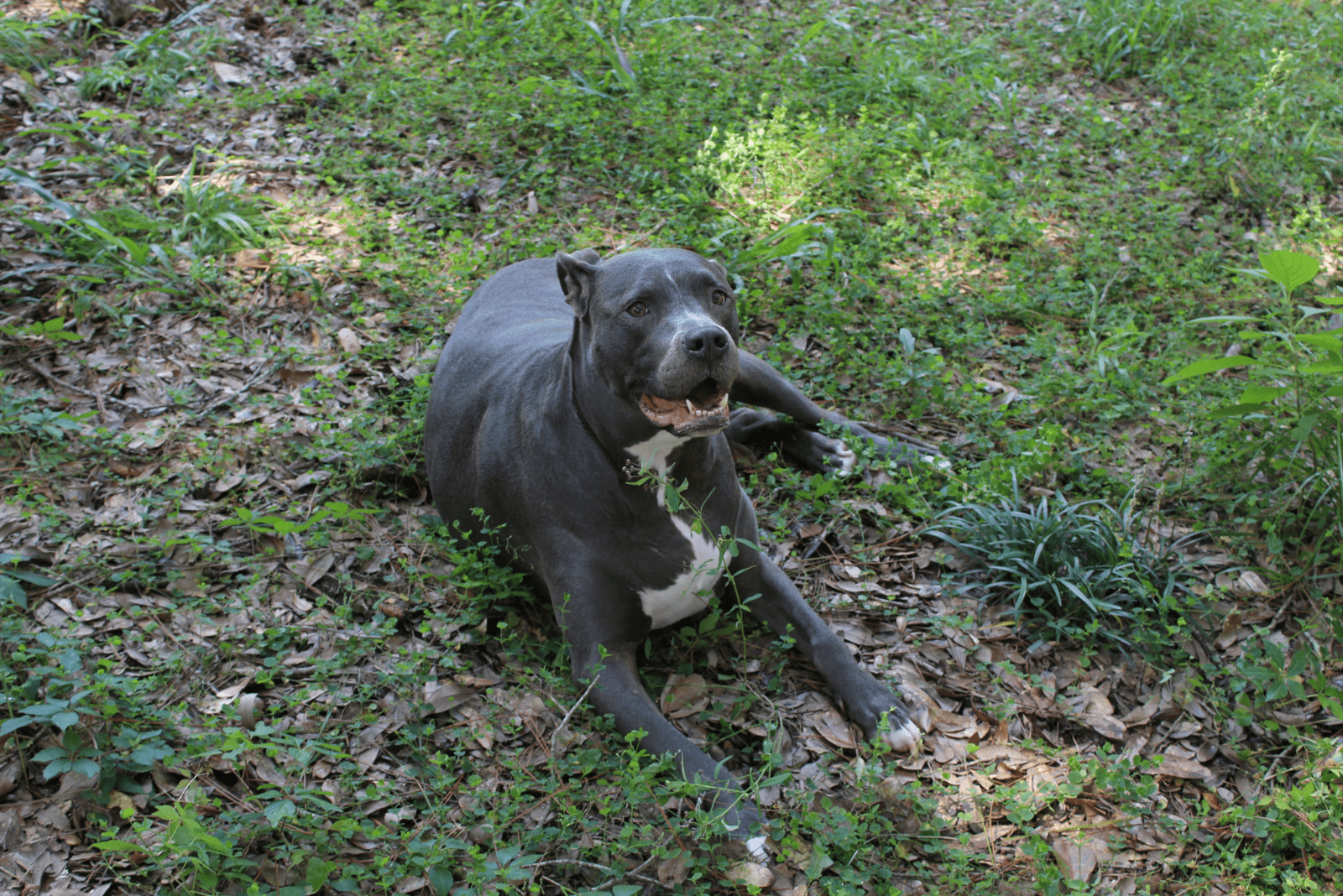 Gator Pitbull is lying on the grass