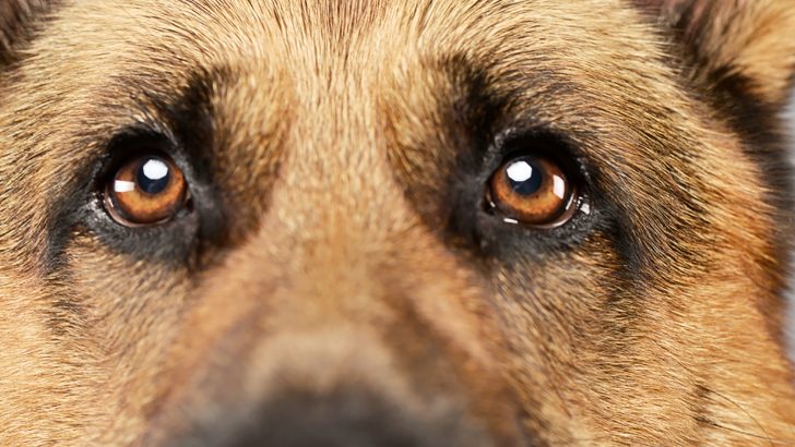 German Shepherd Eye Colors: What Are The Variations?