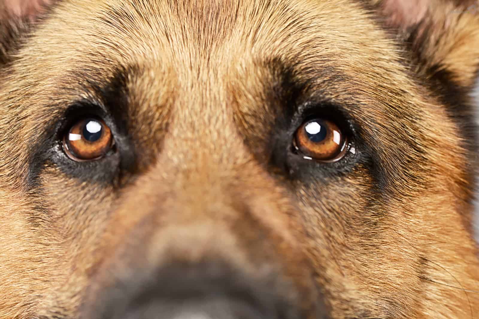 german shepherd eyes