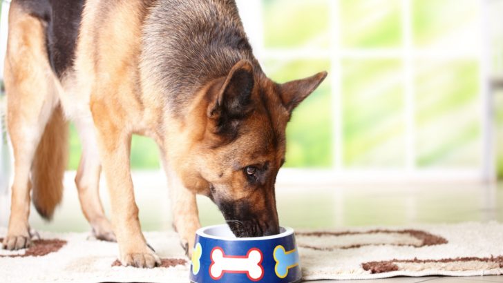 German Shepherd Raw Diet Habits: Yes Or No?