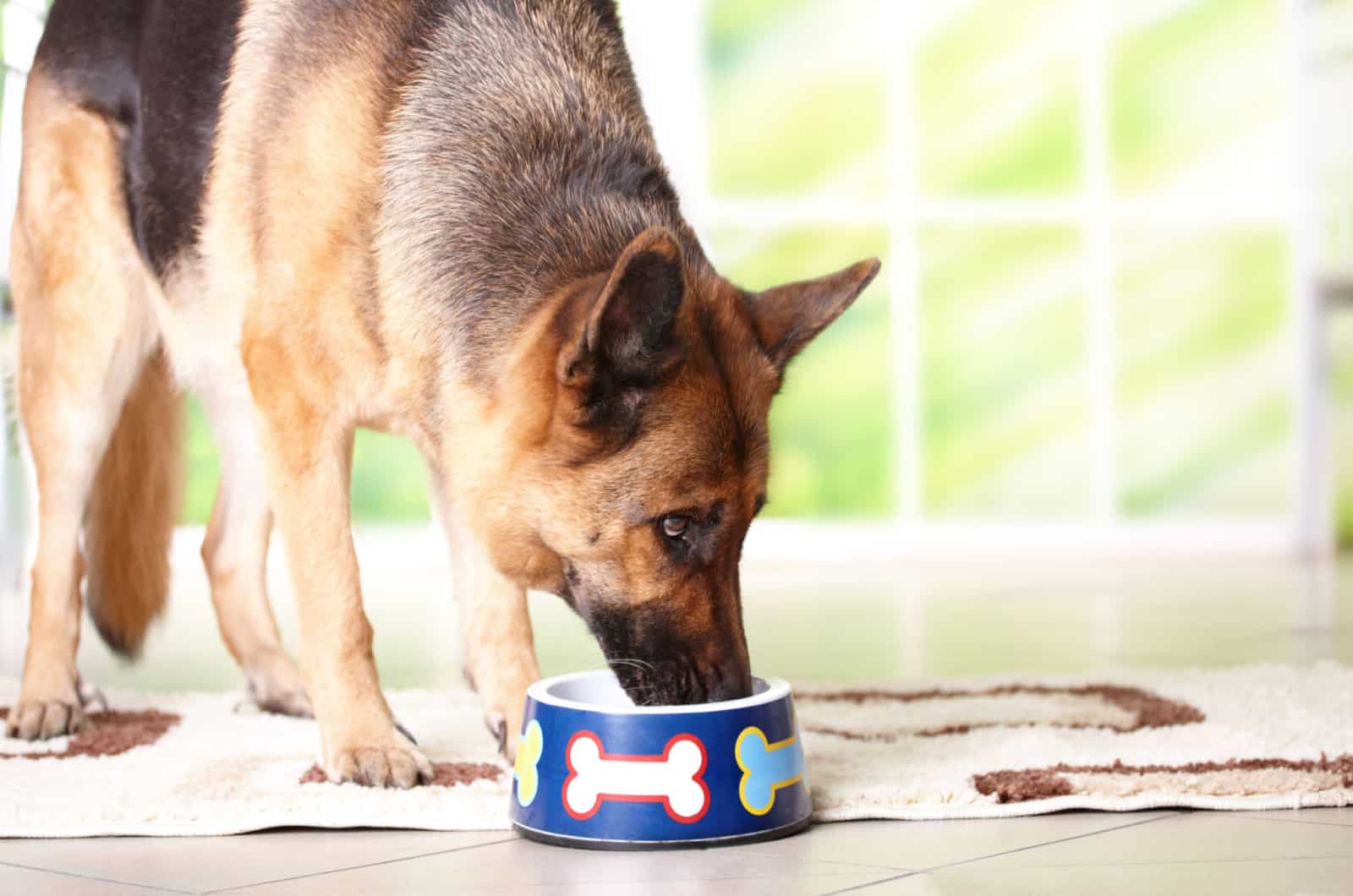 gsd eating food from a bowl