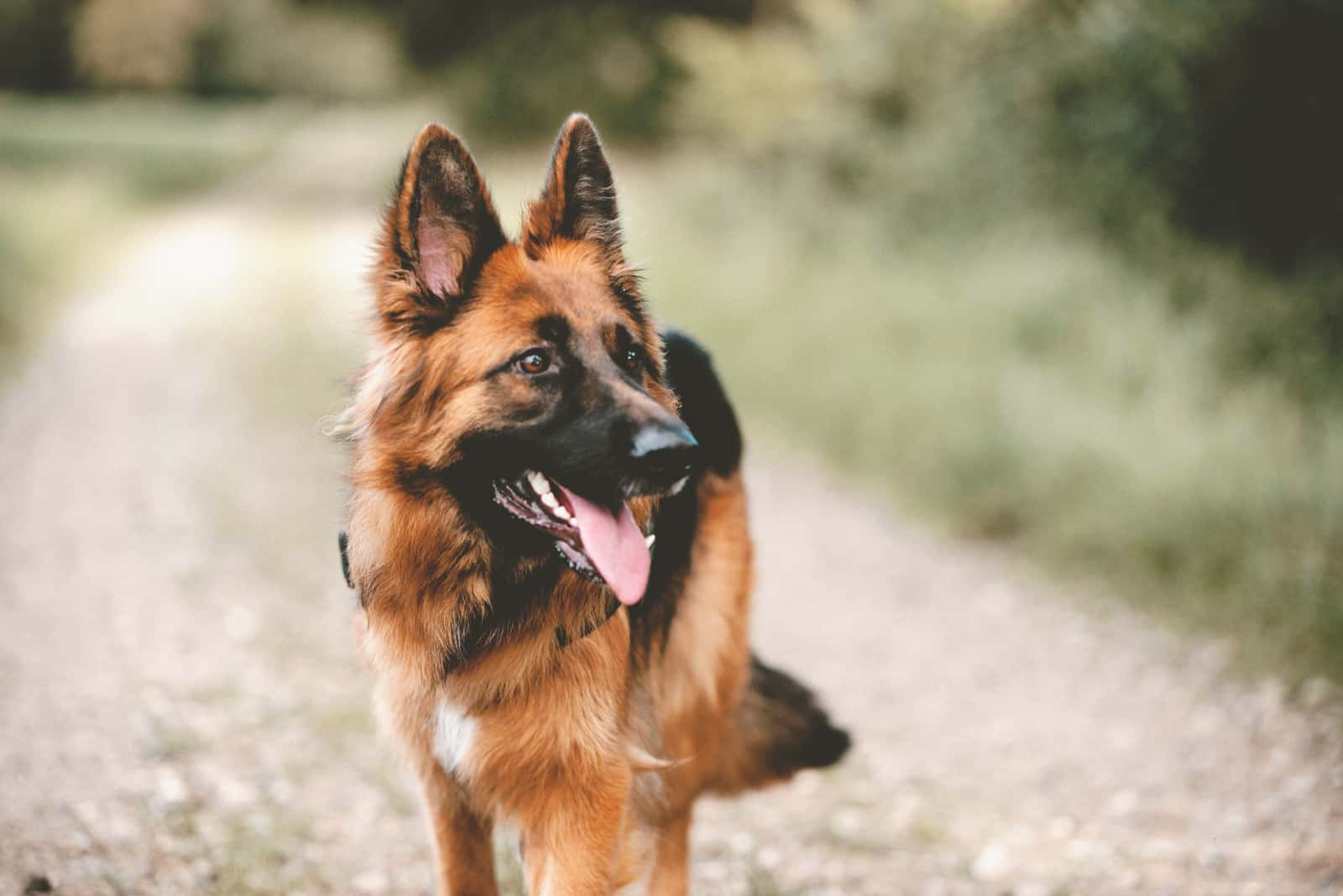 German Shepherd walking outside