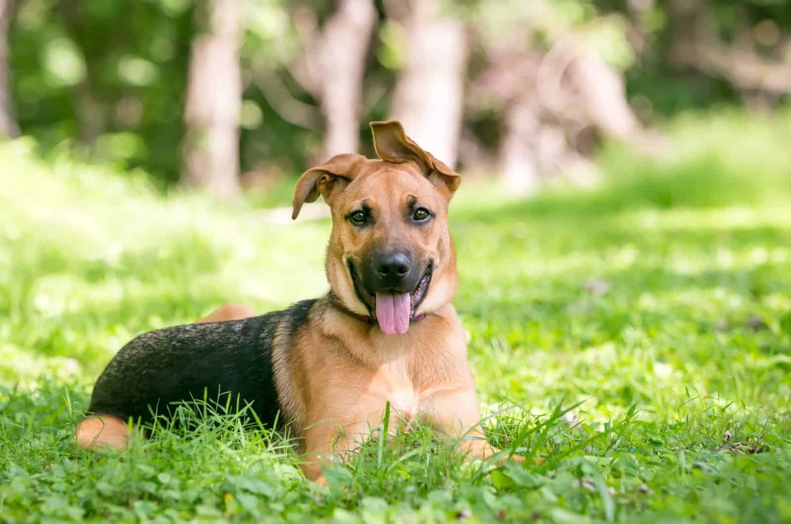 German Shepherd with Floppy Ears sitting on grass